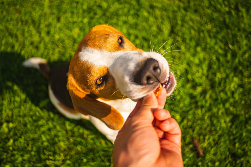 royal canin hypoallergenic hundefutter