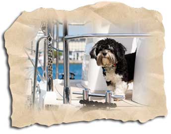 Schiffsreise mit Hund
