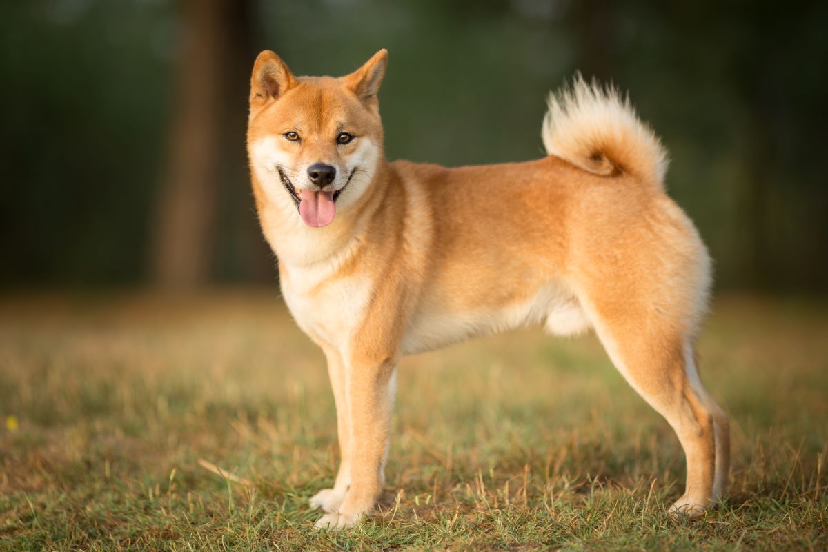 shiba inu