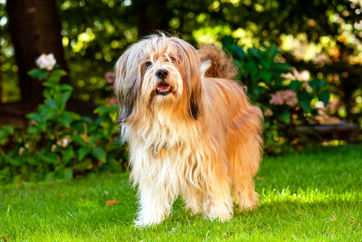 tibet terrier