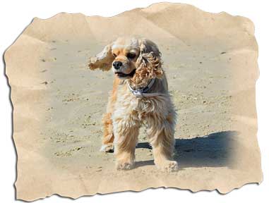 Checklisten Urlaub mit Hund
