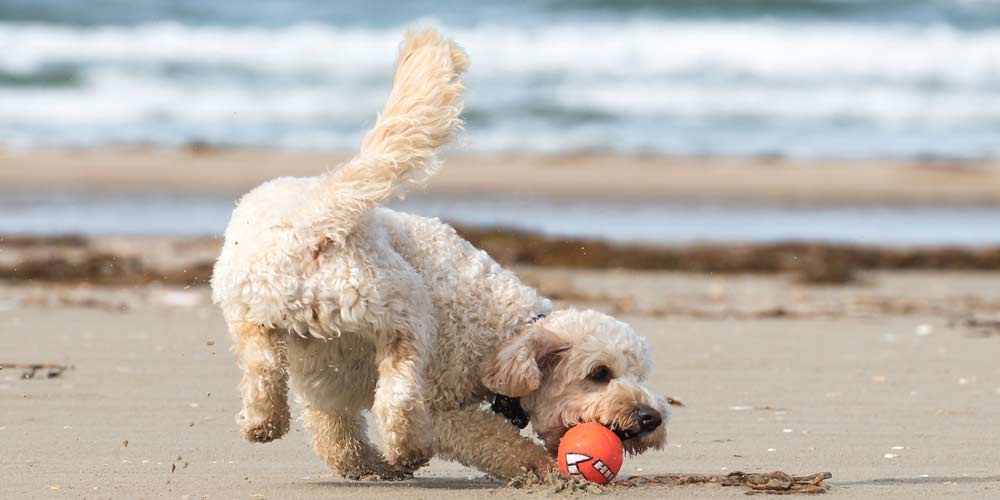 urlaub in der heimat mit hund tierfreundlich
