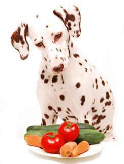 Vegetarisches Hundefutter