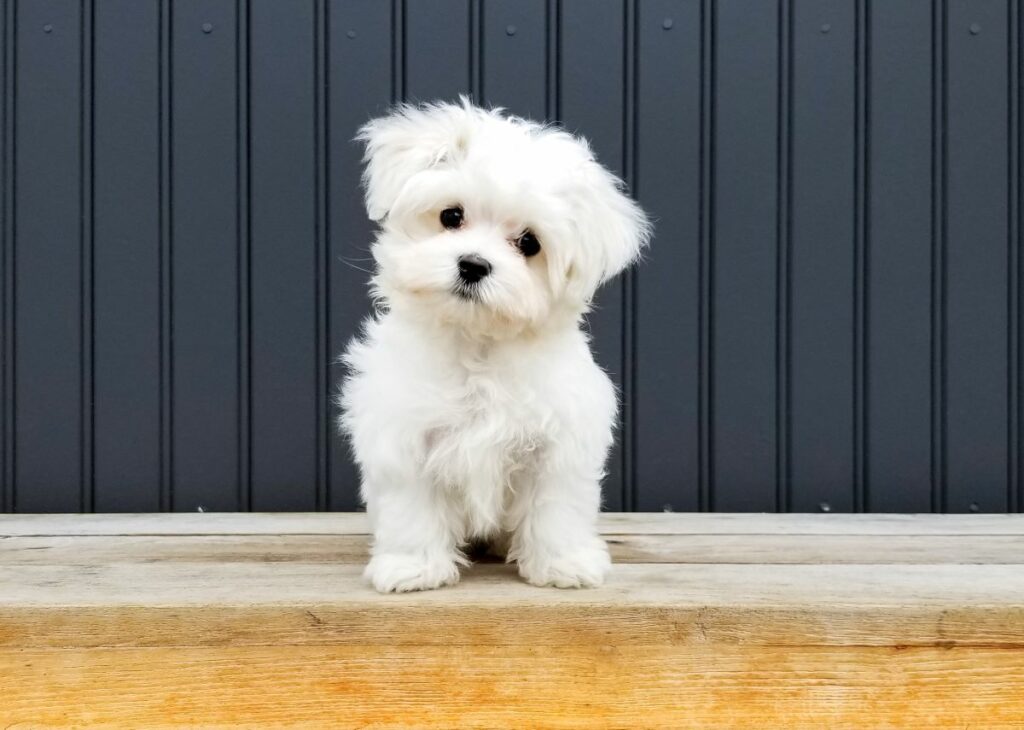 weisser hund rasse 1