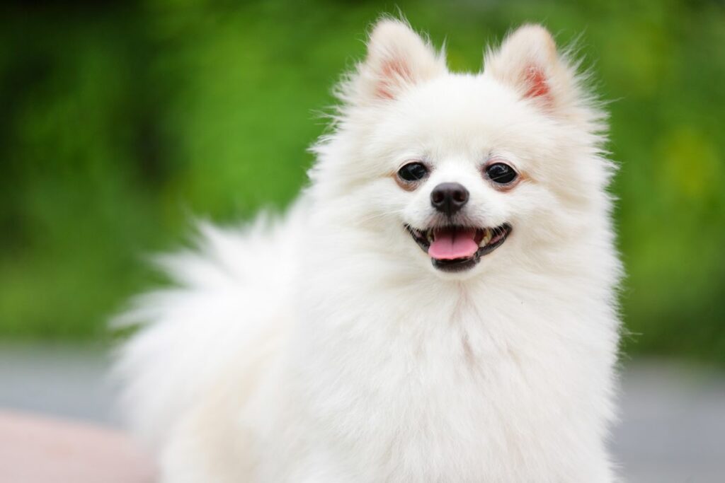 weisser hund rasse 2