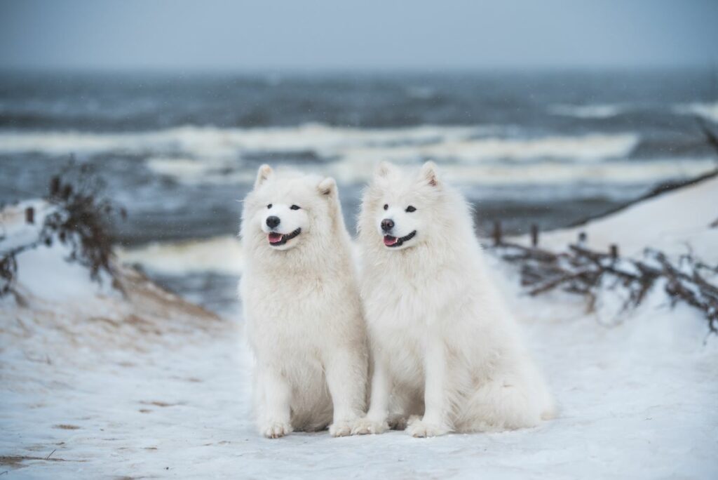 weisser hund rasse 6