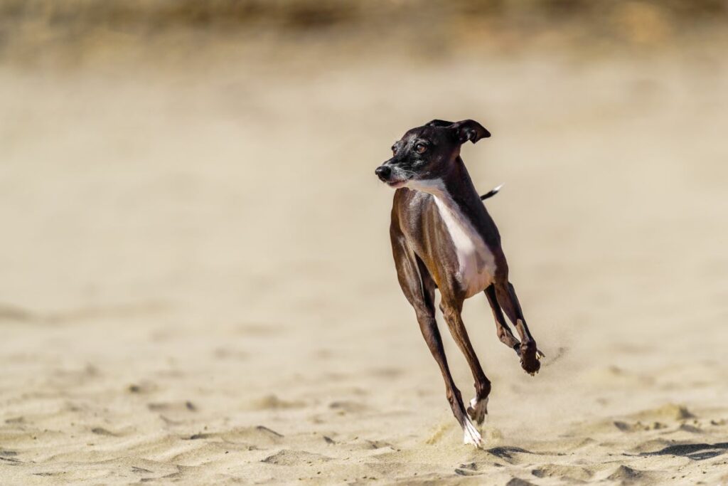 italienische hunde