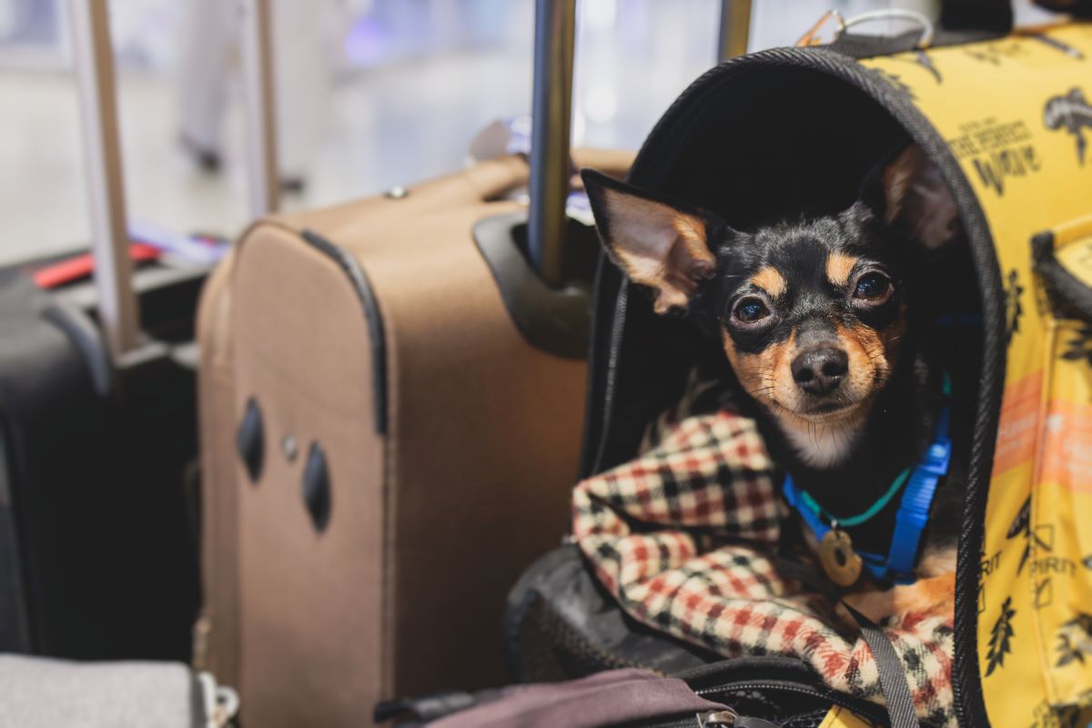 Hundetasche Flugzeug 1