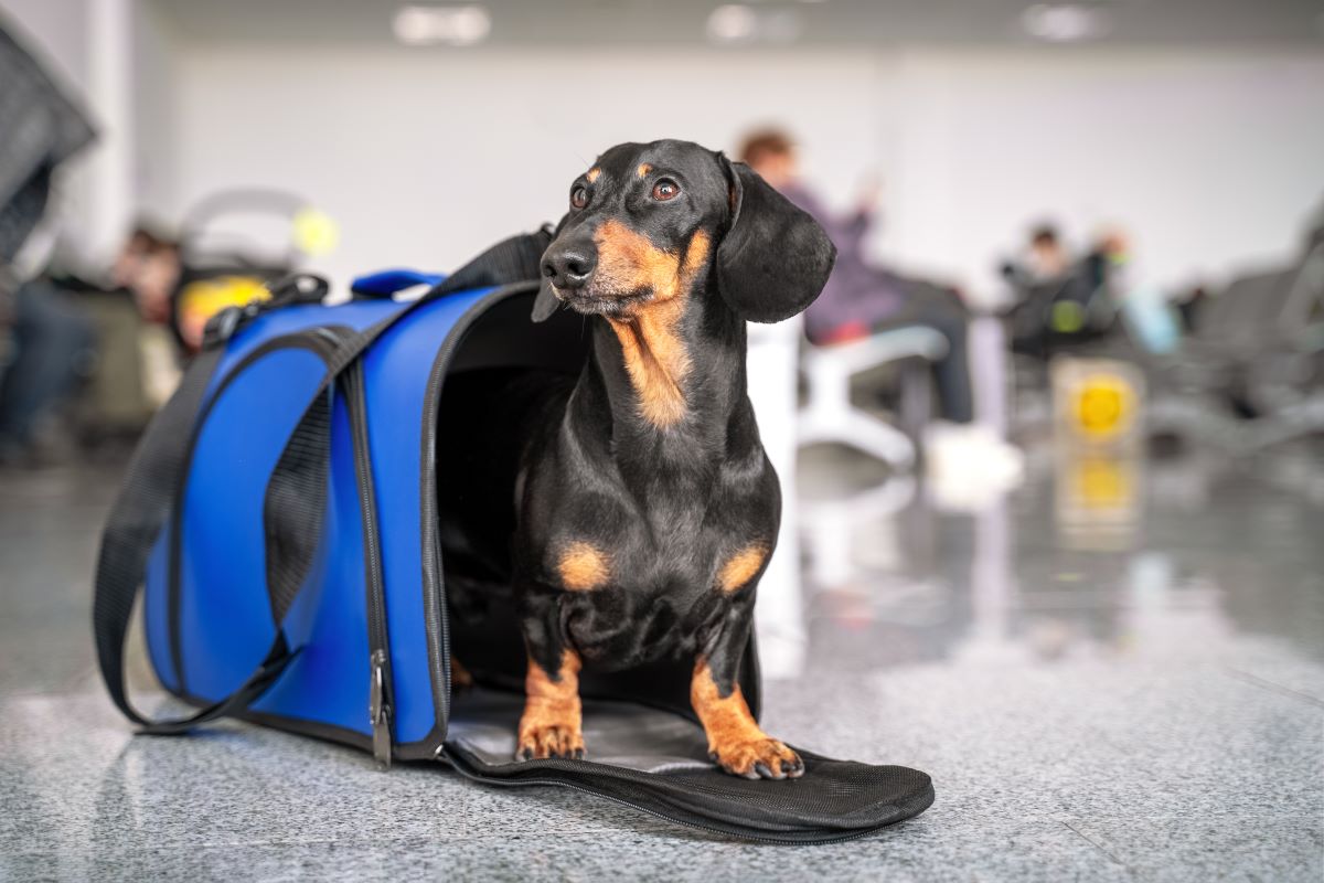 Hundetasche Flugzeug 2