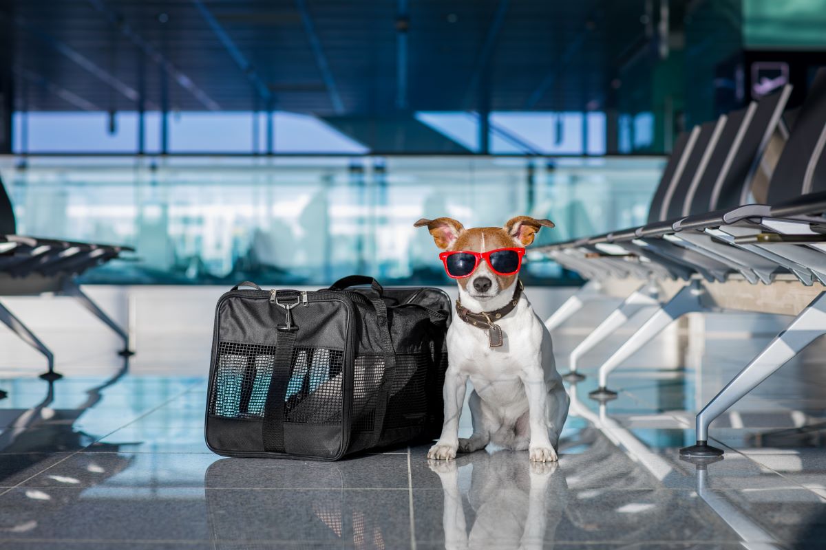Hundetasche Flugzeug 3