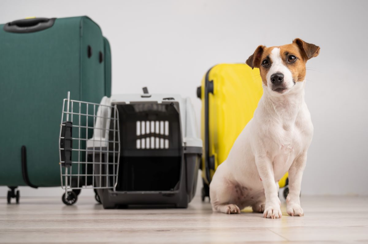 Hundetasche Flugzeug