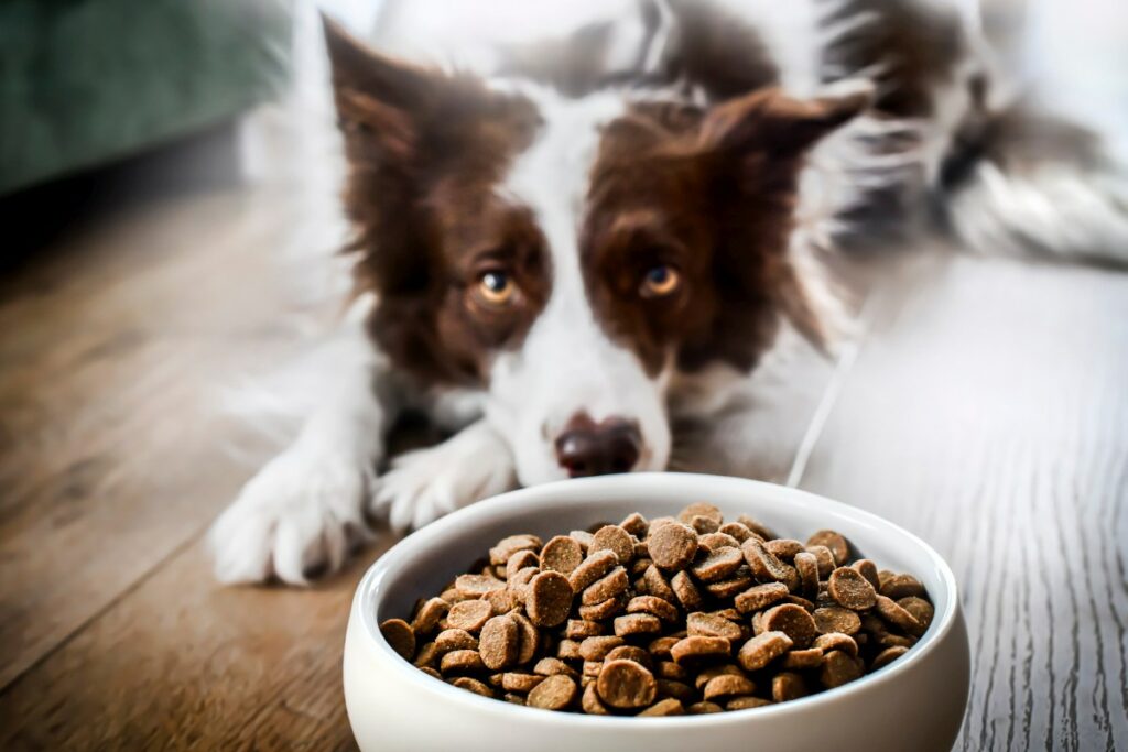 acana hundefutter