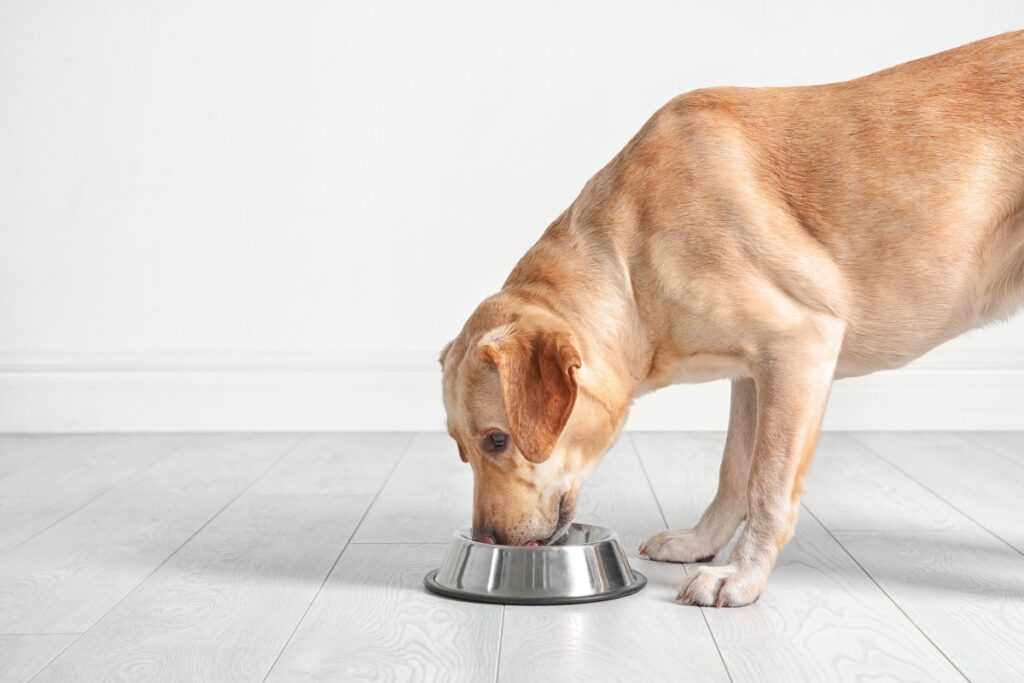 acana hundefutter