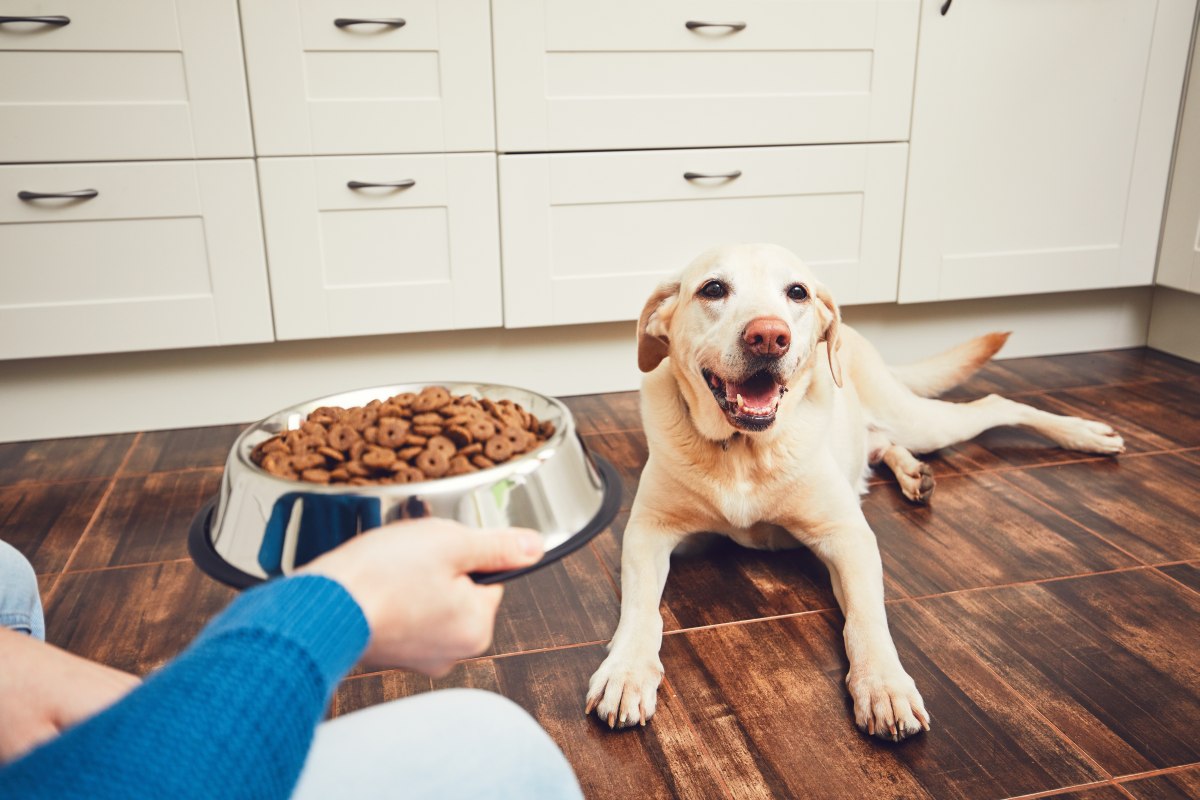 acana hundefutter
