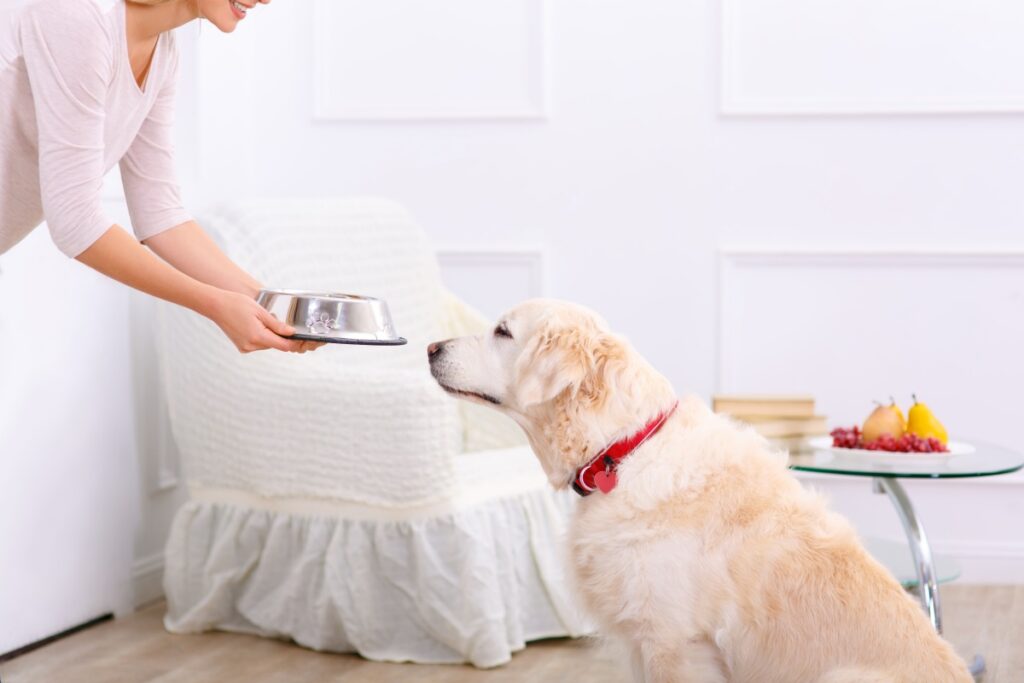 acana hundefutter