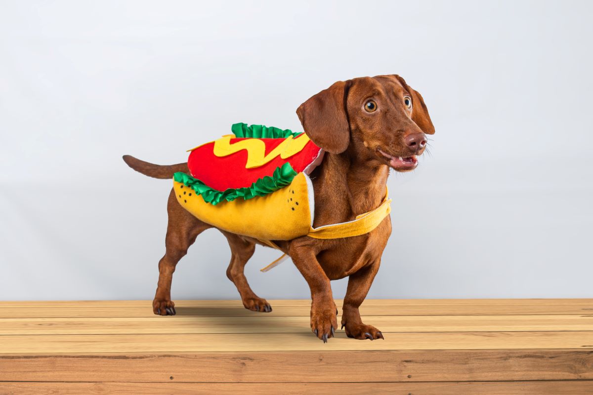 hot dog kostuem hund1