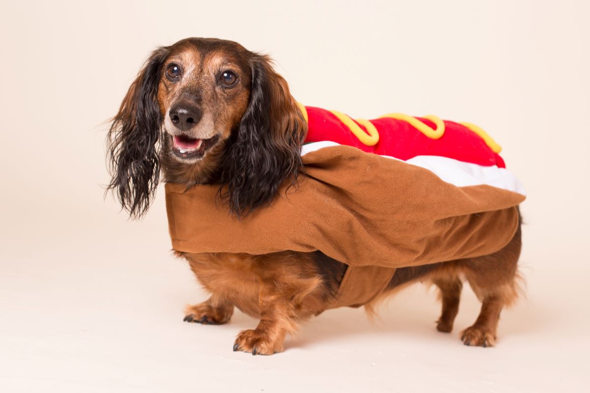 hot dog kostuem hund2