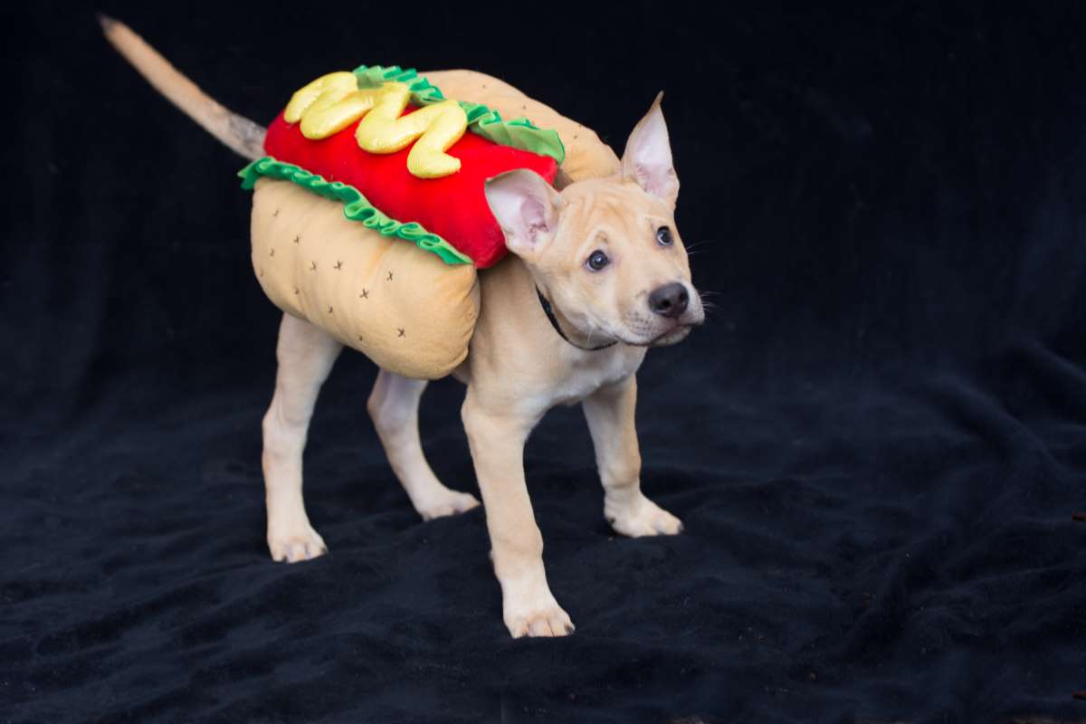 hot dog kostuem hund3