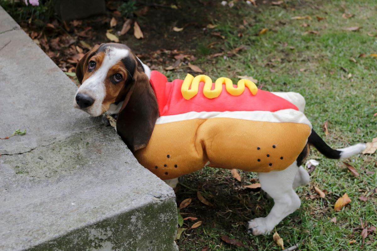 hot dog kostuem hund4