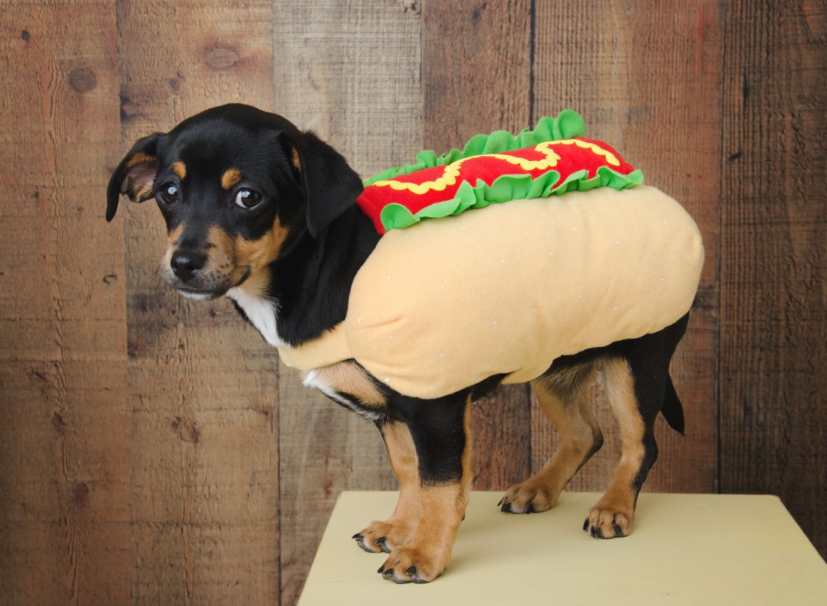 hot dog kostuem hund5