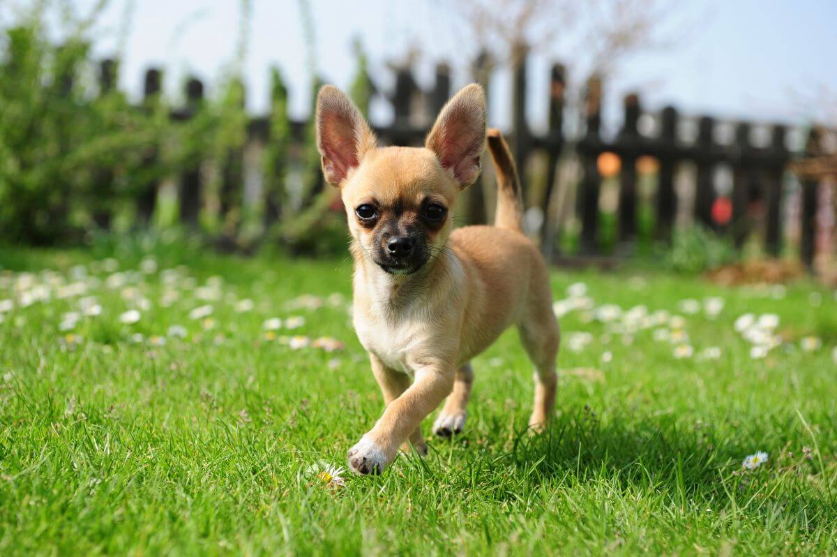 hund wenig auslauf 2