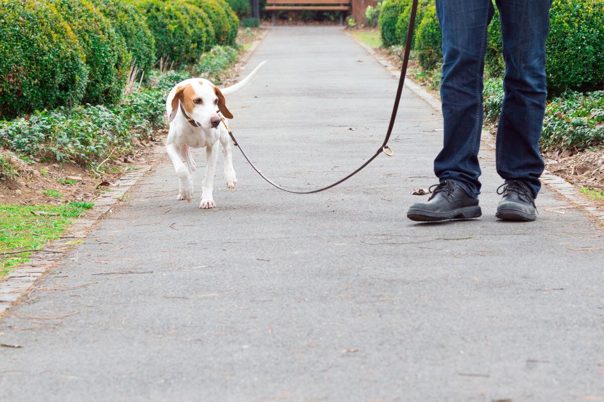 hund wenig auslauf 4
