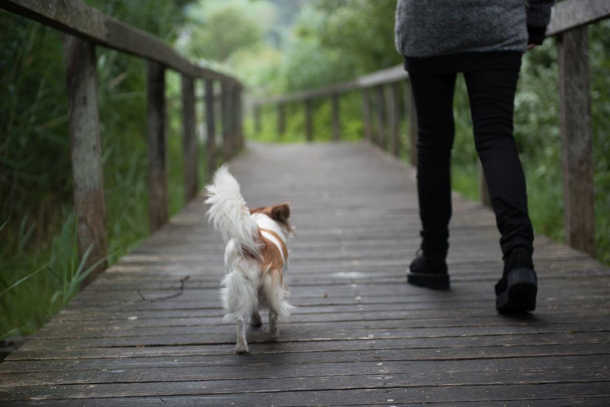 hund wenig auslauf 5