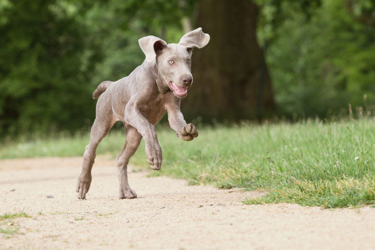 hund wenig auslauf 6