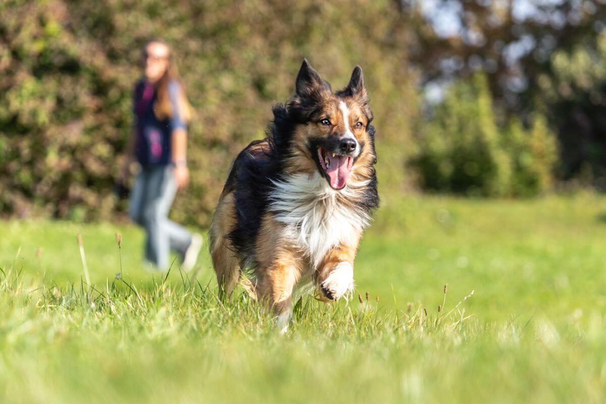 hund wenig auslauf 7