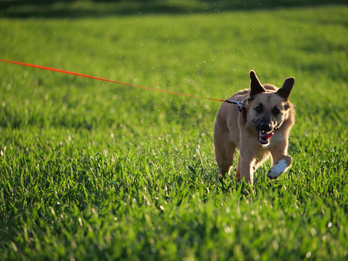 hund wenig auslauf 8