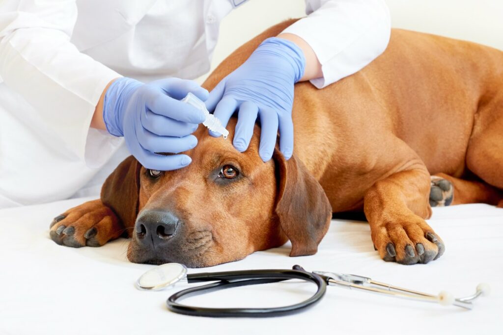hunde augentropfen geben 1