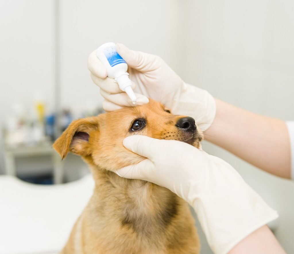 hunde augentropfen geben 2