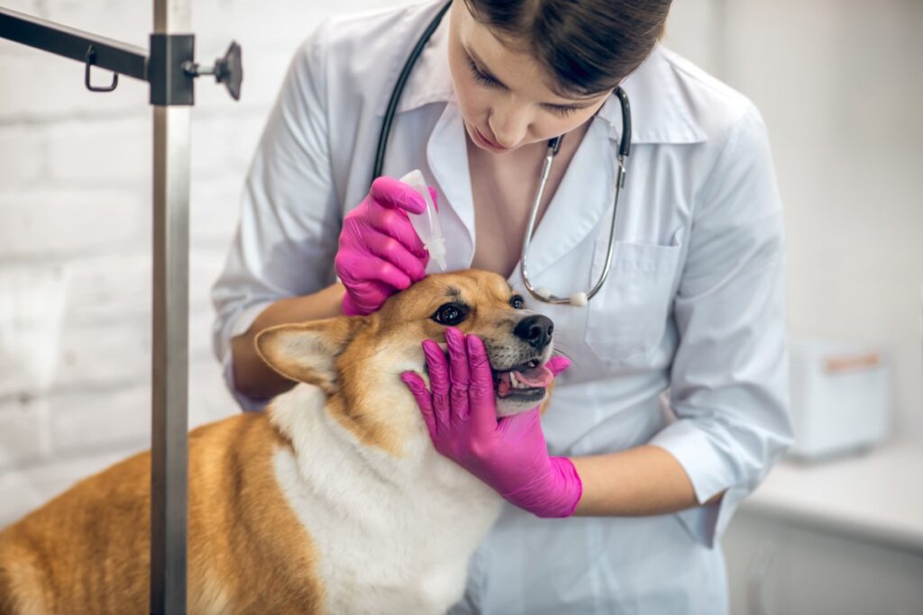 hunde augentropfen geben 5