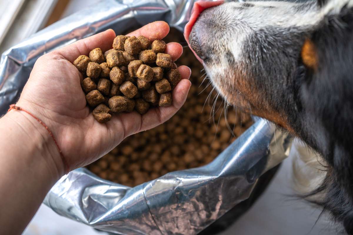 orijen hundefutter3
