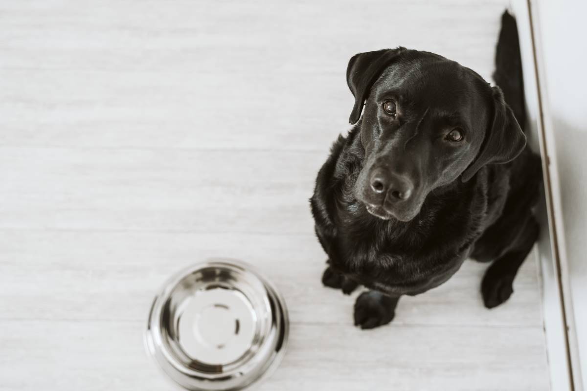 orijen hundefutter5