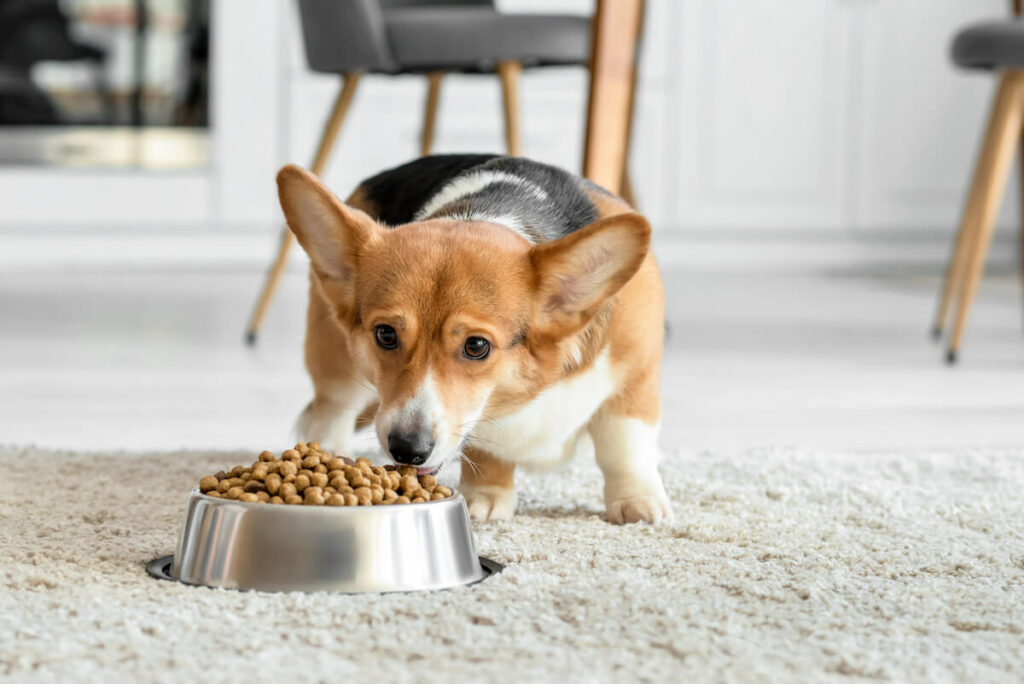 wildes land hundefutter 1