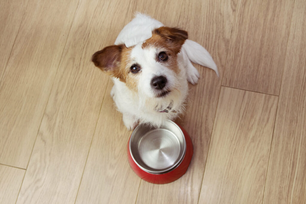 wildes land hundefutter 2