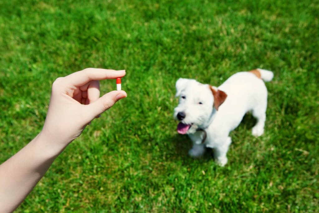 Cetirizin Hund