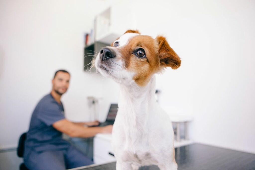 Cetirizin Hund