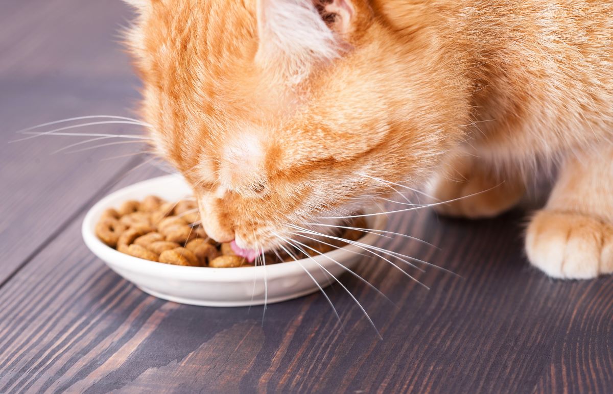 Gastrointestinal Royal Canin Katze