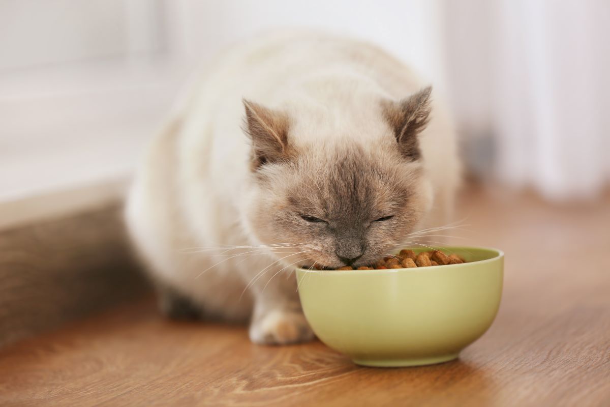 Gastrointestinal Royal Canin Katze2