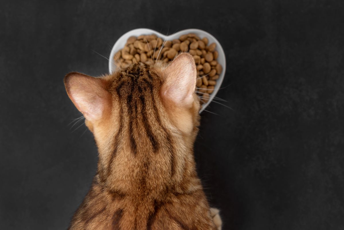 Gastrointestinal Royal Canin Katze3