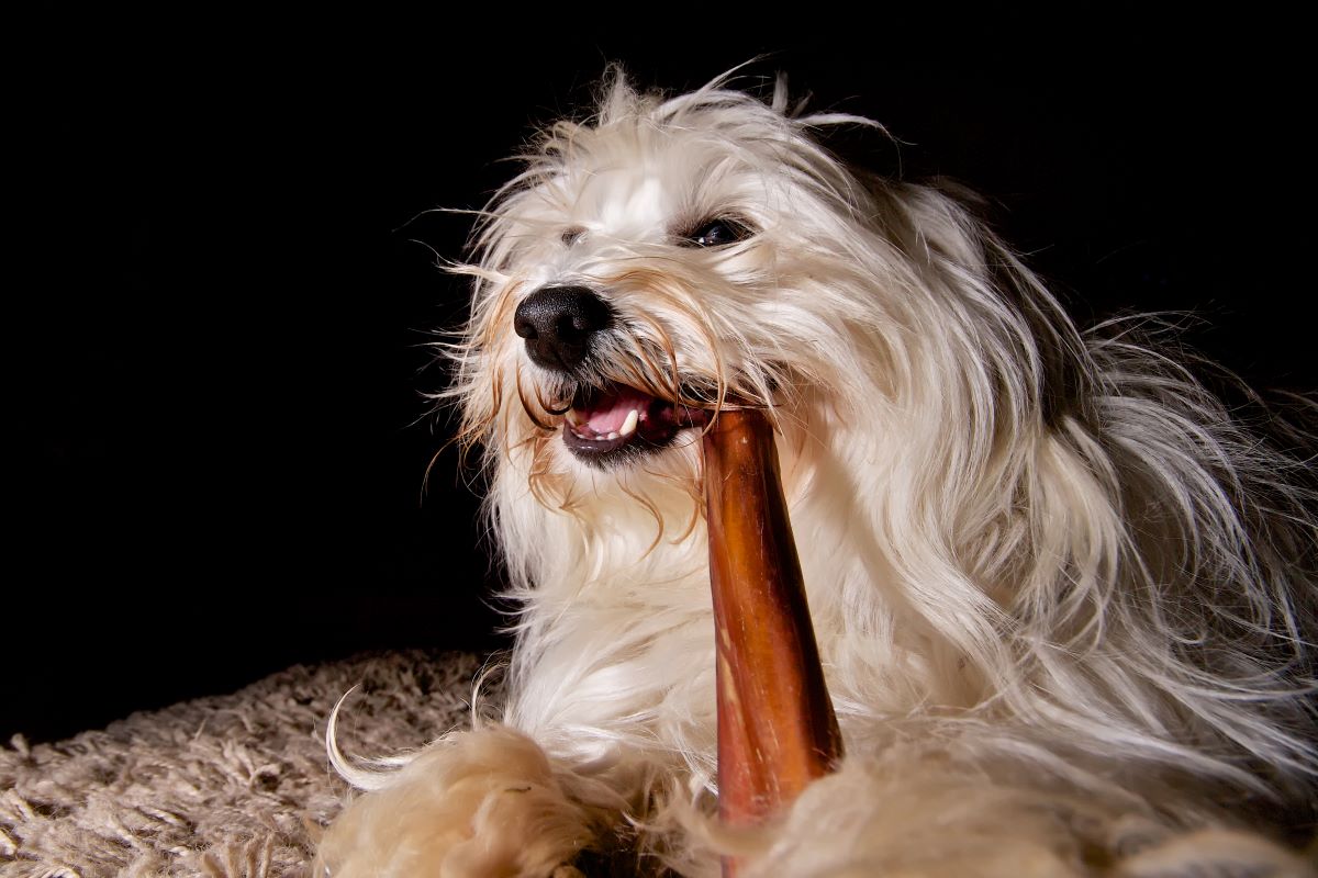 Rinderkopfhaut Hund 3
