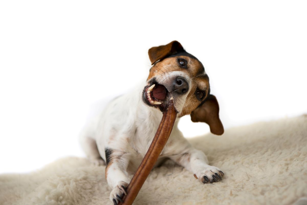 Rinderkopfhaut Hund