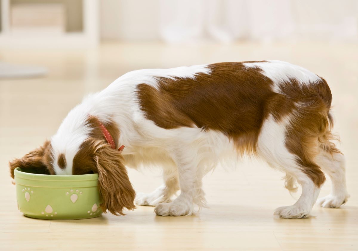 Rocco Hundefutter 2