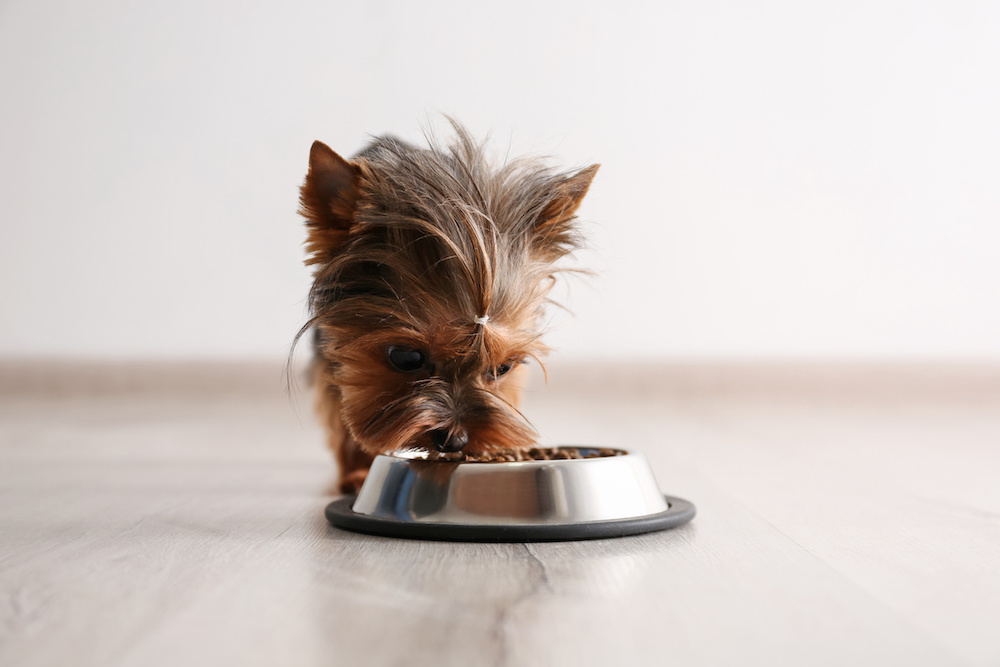 animonda hundefutter 1