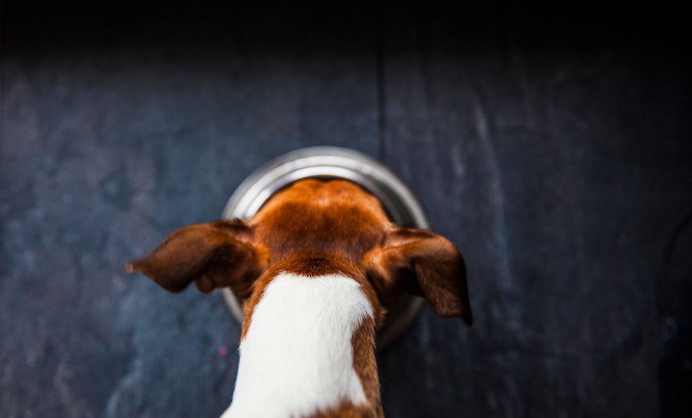 animonda hundefutter
