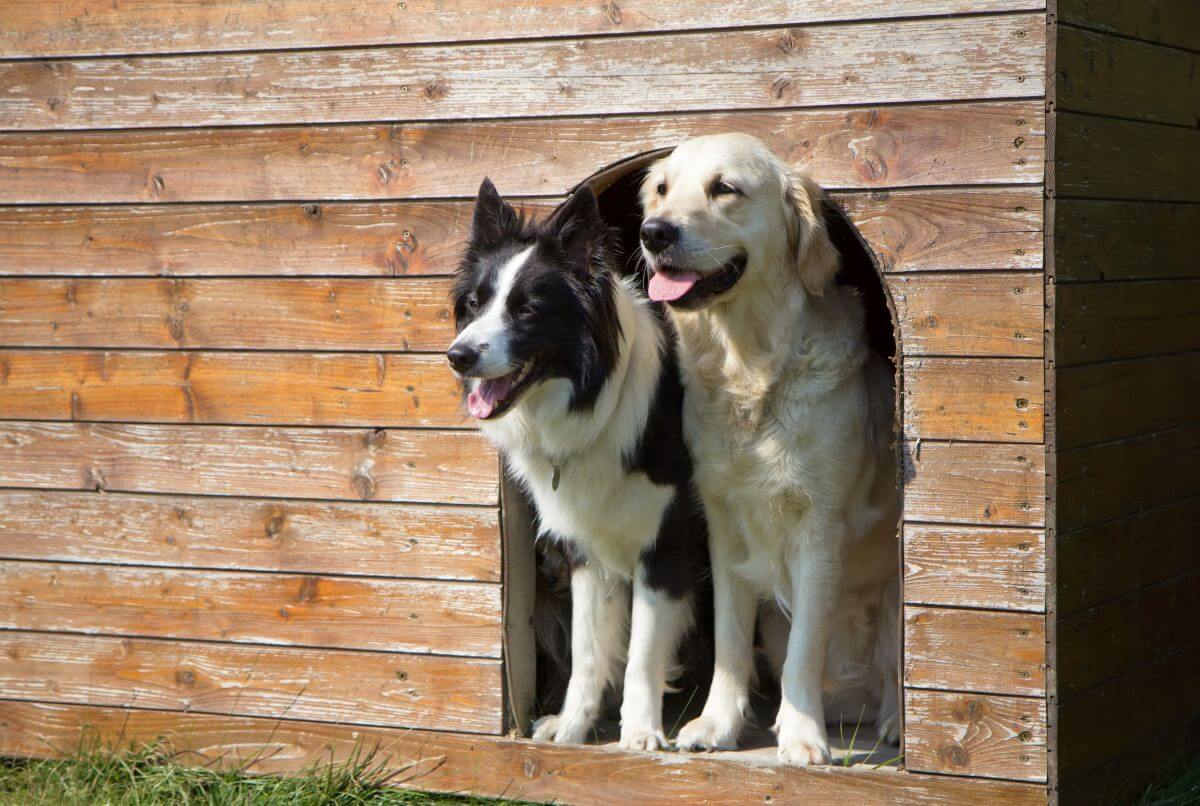 bausatz hundehuette 3