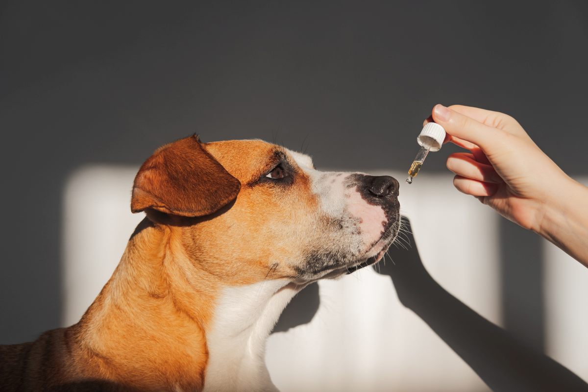darmsanierung hund nach wurmkur 2