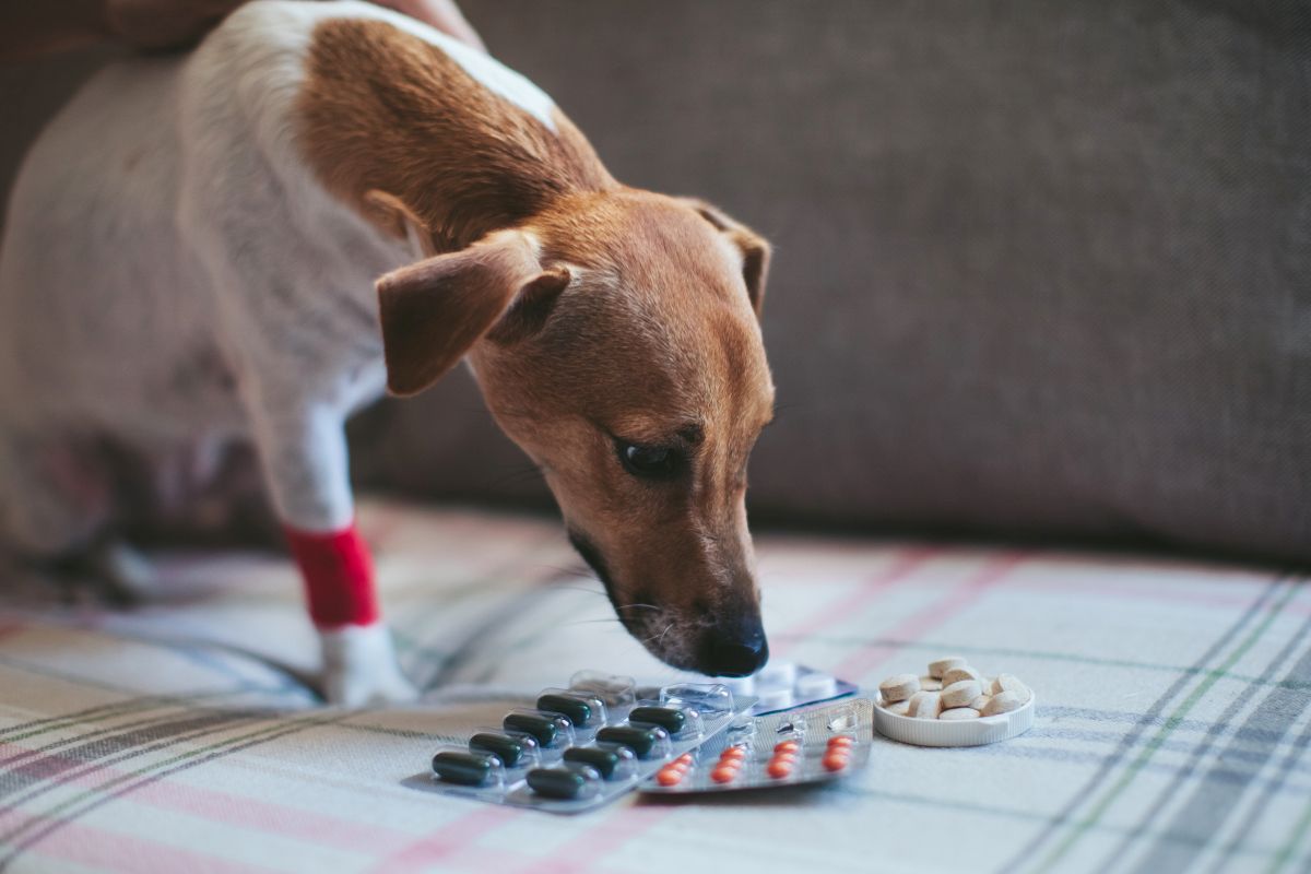 durchfalltabletten fuer hunde 1